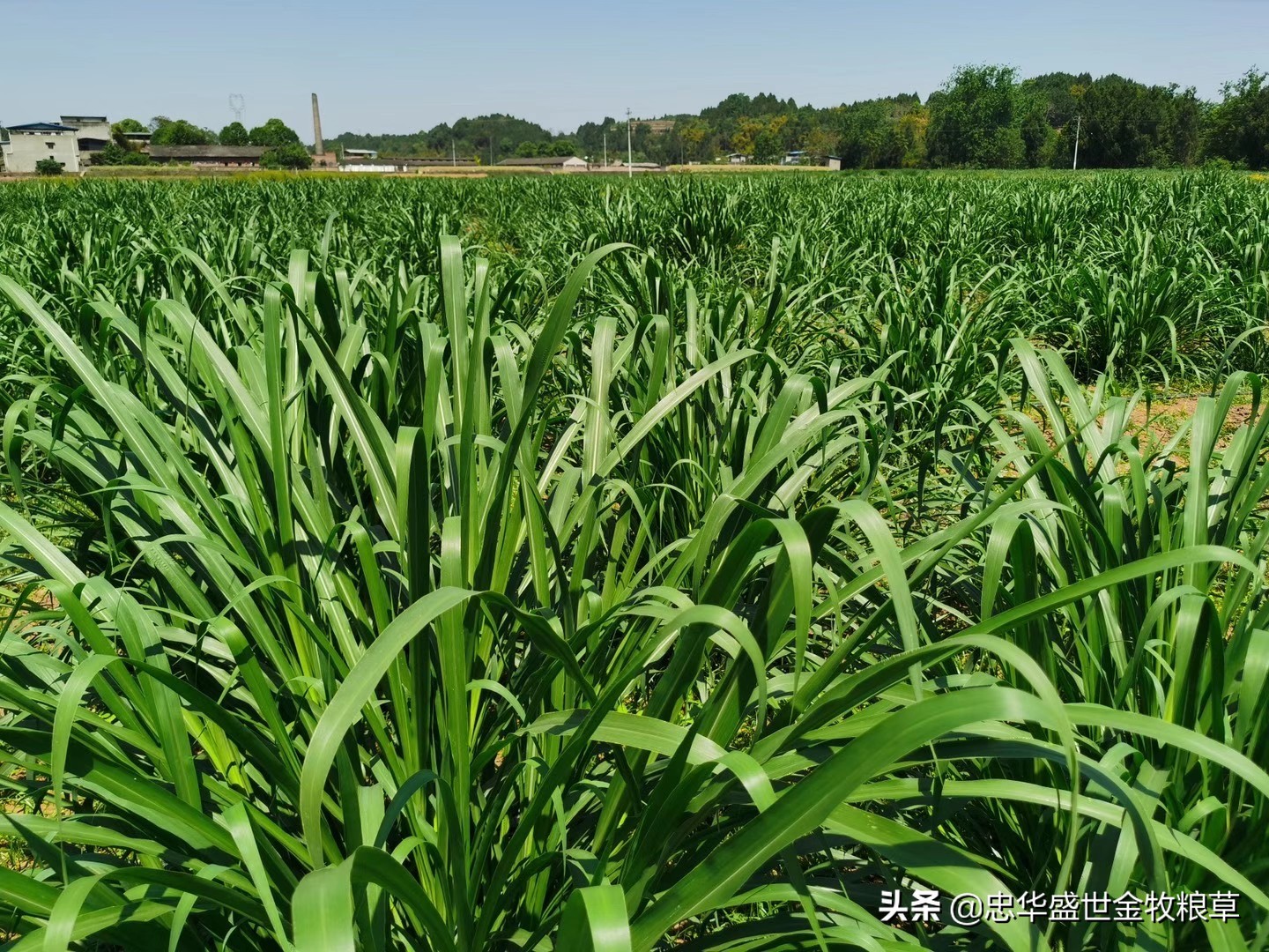 忠華盛世金(jīn)牧糧草之：朝鮮科學院專家和外務省領導親臨公司